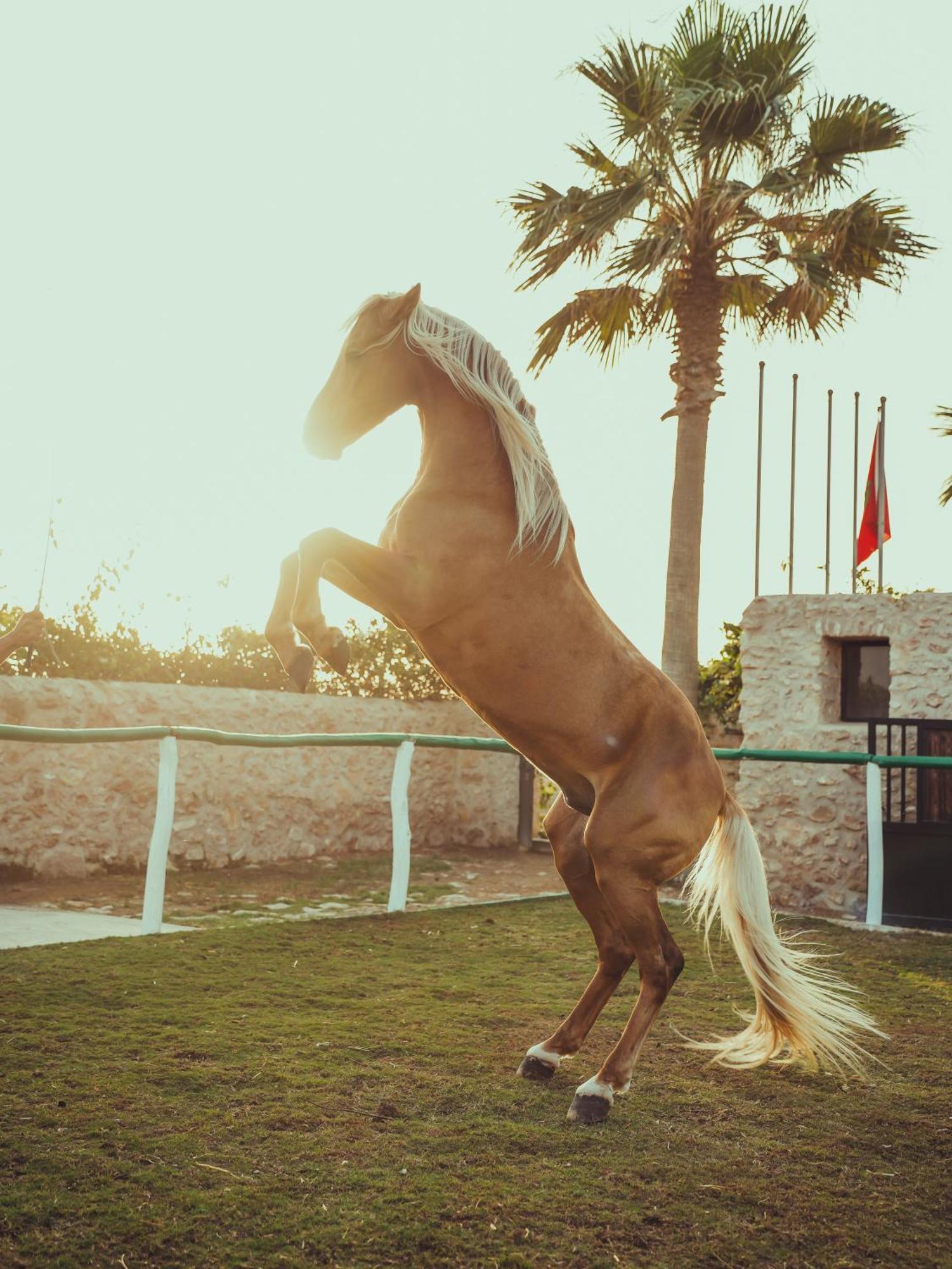 Baberrih Hotel Hospitality Palaces & Resorts エッサウィラ エクステリア 写真